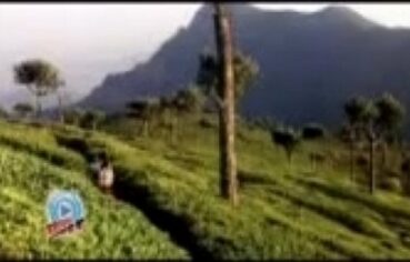 Cheese film youtube